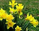 Daffodils 1.jpg